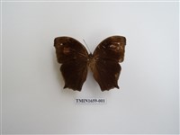 藏品(森林暮眼蝶)的圖片